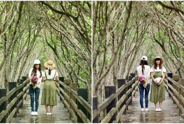 [新竹景點 新豐紅樹林]人像玩拍  漫步綠色水上隧道