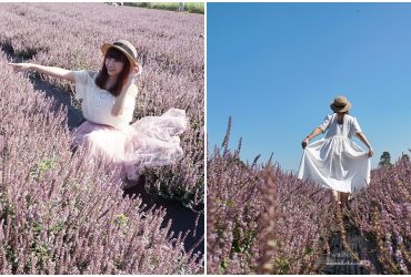 [桃園花彩節]紫色仙草花田夢幻登場  一起拍出日雜感照片