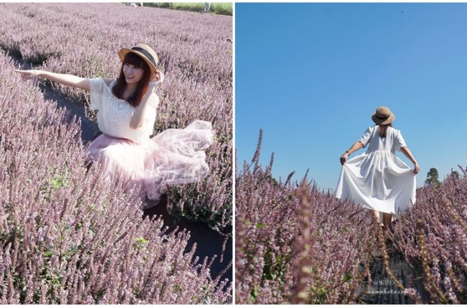 [桃園花彩節]紫色仙草花田夢幻登場  一起拍出日雜感照片