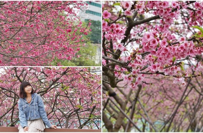 [台北賞櫻景點] 東湖 樂活公園  櫻花河岸步道 粉紅寒櫻 桃紅八重櫻大盛開 2021年花況