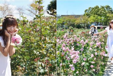 [台北玫瑰園]2022台北玫瑰展，超過5000株玫瑰的夢幻花園 ，沉浸式優雅花香 ，免門票入園。