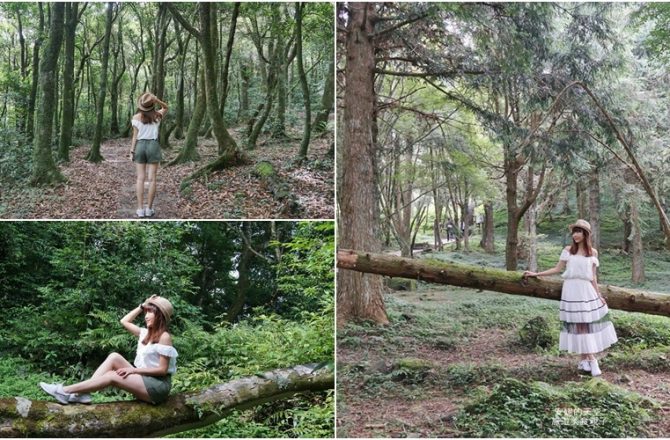 [桃園 東眼山國家森林遊樂區]  最具有仙氣感的森林系小百岳 ，不揮汗步道 。
