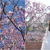 台北.東湖 │ 樂活公園 ，櫻花河岸步道 ，粉紅寒櫻、 桃紅八重櫻大盛開 。