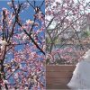 台北.東湖 │ 樂活公園 ，櫻花河岸步道 ，粉紅寒櫻、 桃紅八重櫻大盛開 。