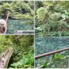 苗栗南庄秘境[四十二份自然湧泉生態步道]，隱身山林裡的碧綠湧泉，宛如精靈降落的仙境。