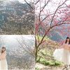 三峽大熊櫻花林，超過4000株櫻花漫開綻放，粉嫩櫻花框起浪漫山景。