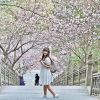 2024碧山巖櫻花隧道，走進最有日本味的櫻花隧道 ， 春日限定美景。