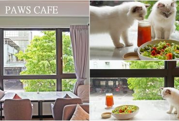 新莊美食[PAWS CAFE]，鄰近幸福站韓系寵物餐廳，絕美綠意窗景，有萌貓陪你用餐。