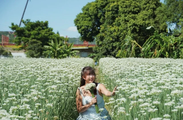 當被誤解時不需要解釋，時間會是最好的證明。

九月的韭菜花熱烈綻放，白色盈盈花朵書寫著秋意，飄散淡淡的韭菜香，捧起韭菜花束，腦海裡浮現著韭菜水餃😅 

造訪韭菜花田多次，今年第一次看到韭菜花束感到好驚喜，而且比起很多鮮花，韭菜花很好照顧，即使好幾個小時在沒有水的狀態下依舊開得很好。

好喜歡啊。

#桃園 
#韭菜花